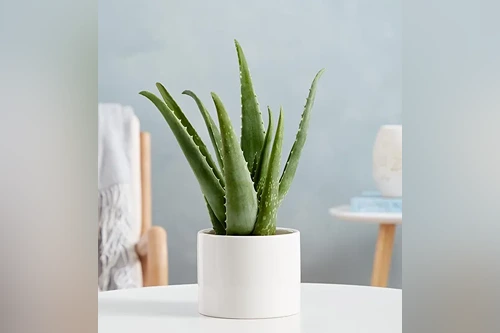 Aloe Vera