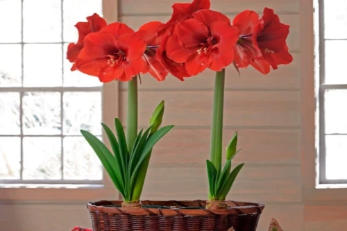 Amaryllis