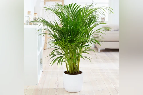 Areca Palm