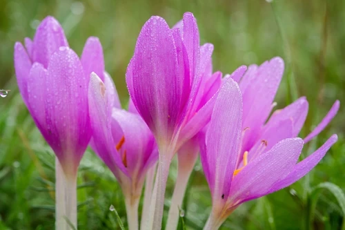 Autumn Crocus