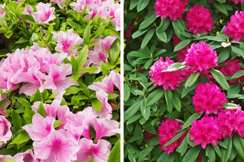 Azaleas and Rhododendrons