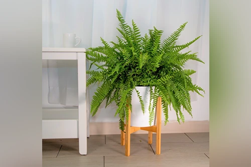 Boston Fern