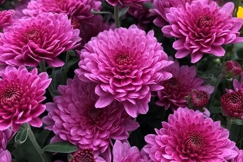 Chrysanthemum