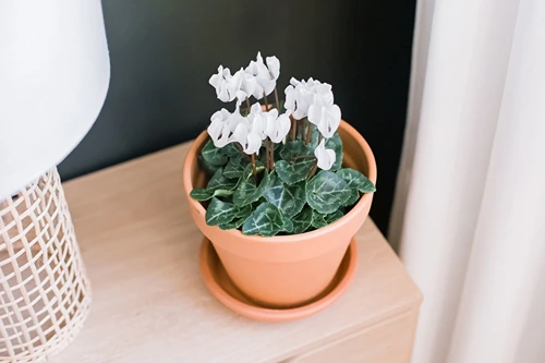 Cyclamen