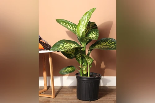 Dieffenbachia