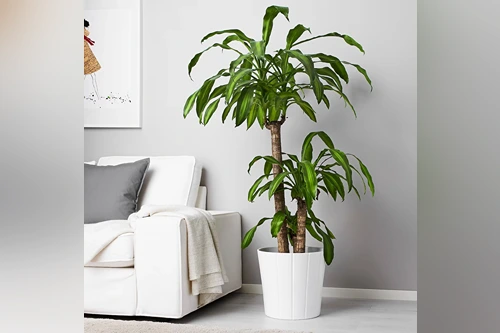 Dracaena