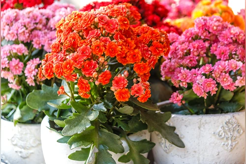 Kalanchoe