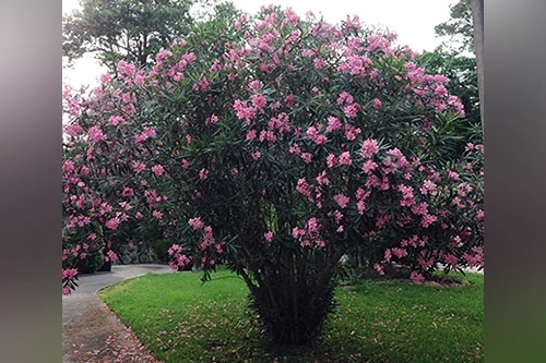 Oleander