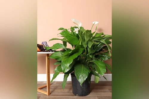 Peace Lily (Spathiphyllum)