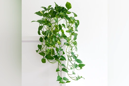 Pothos (Devil's Ivy)