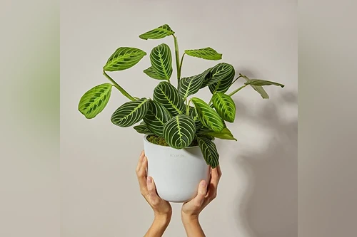 Prayer Plant