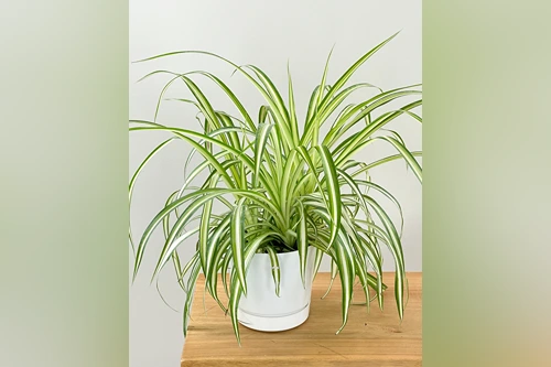 Spider Plant