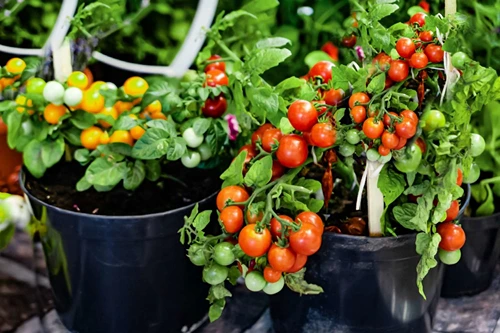 Tomato Plant