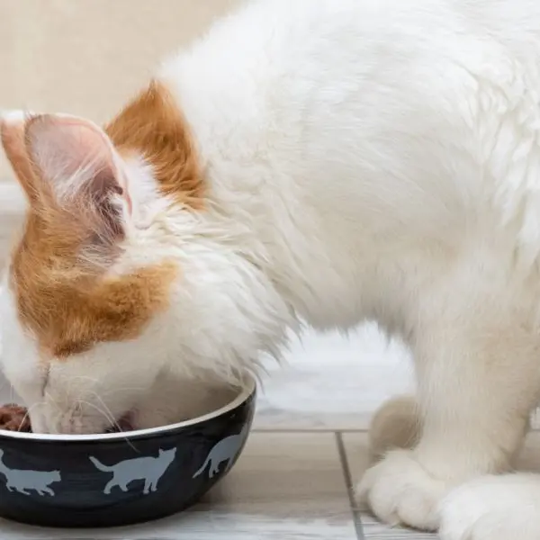 Savoring the Nutritious Homemade Delight: A contented cat relishes every bite of the homemade cat food, packed with wholesome ingredients and prepared with love.