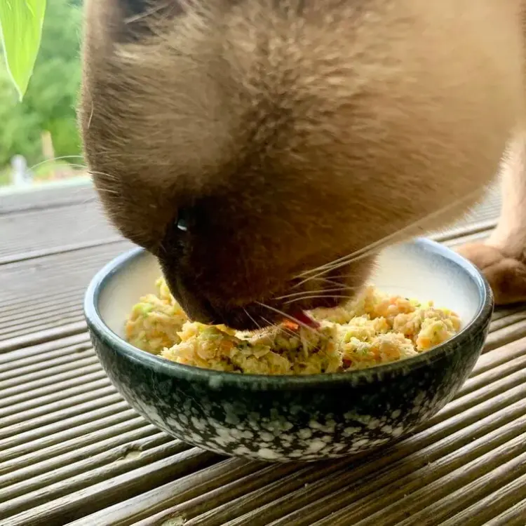 Wholesome Chicken & Vegetables Cat Food - a homemade delight packed with broiled chicken, mashed steamed broccoli, carrots, and a touch of broth.