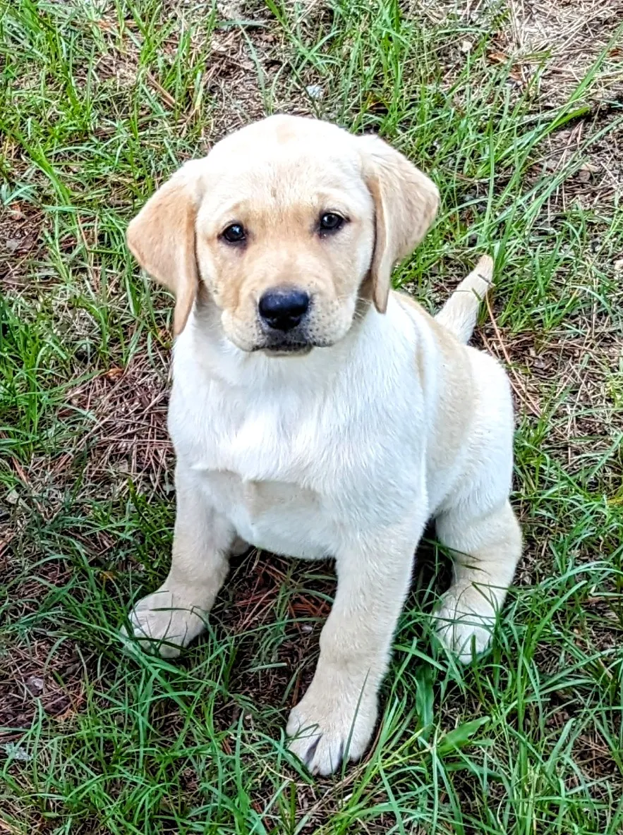 yellow female