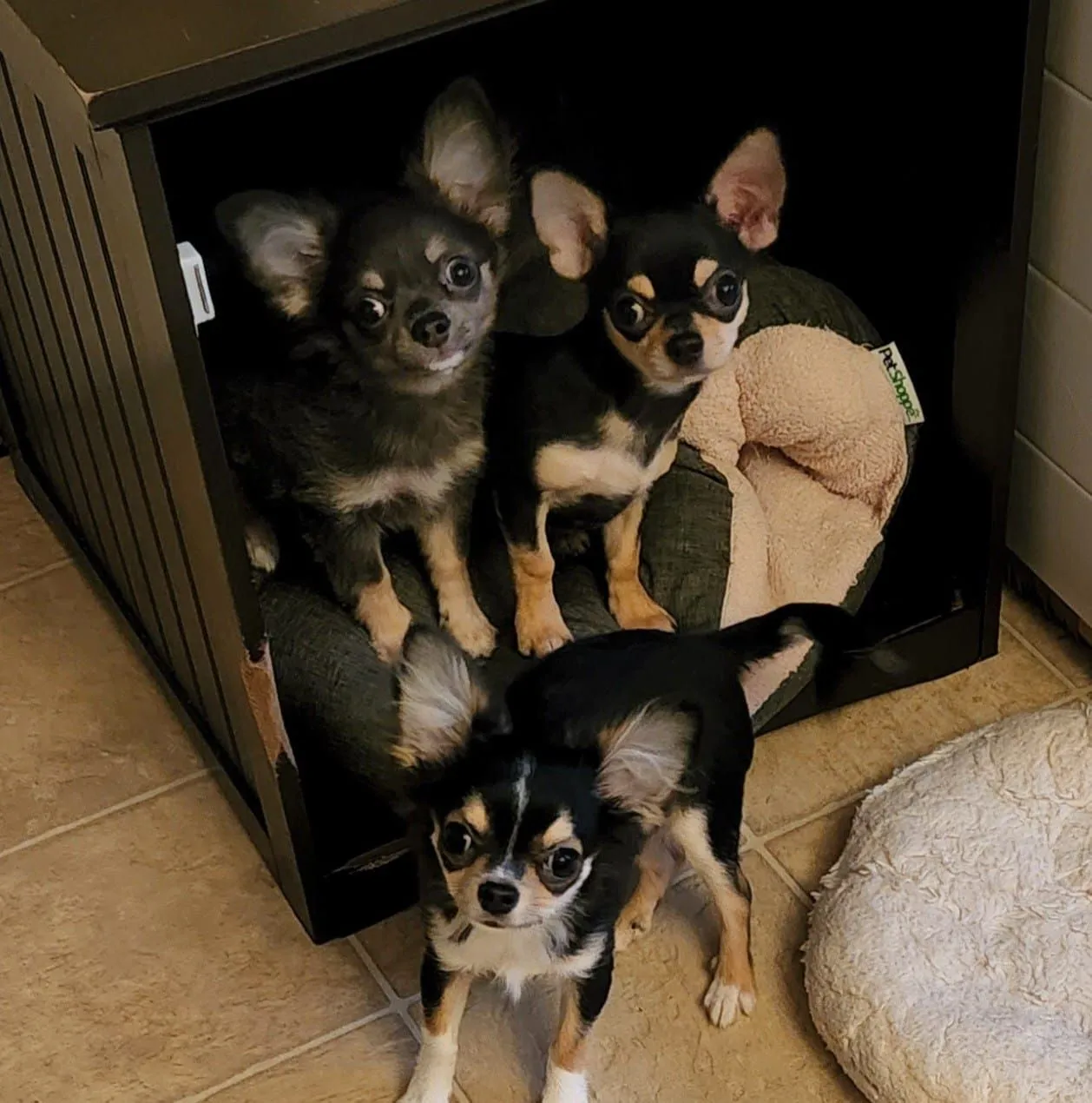 Adorable Chihuahua Trio Strikes a Pawsitively Charming Pose!