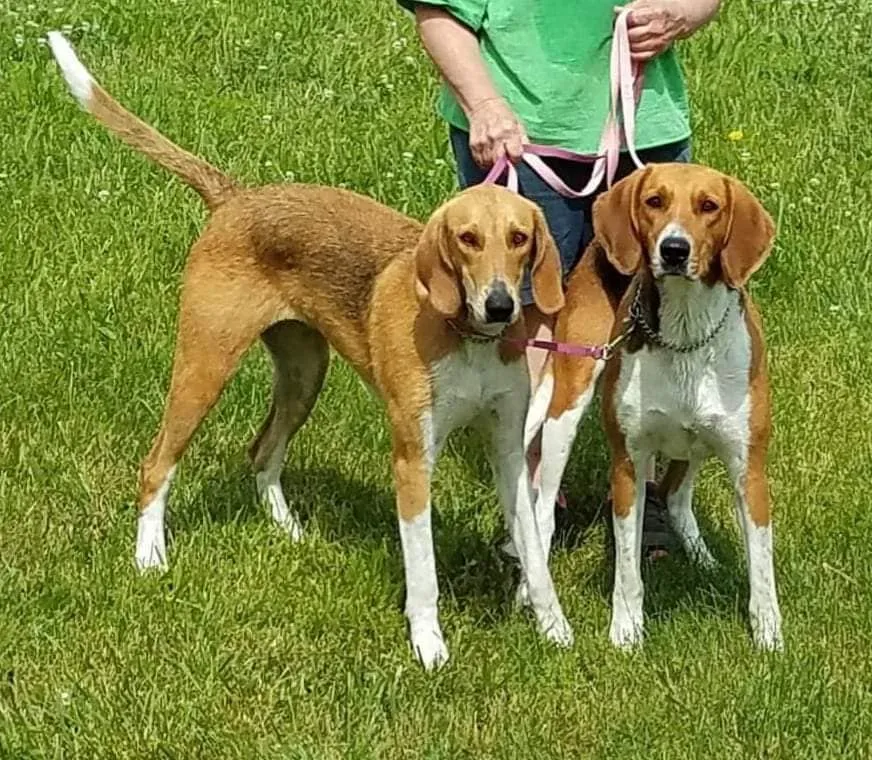 Get ready to be mesmerized by the enchanting beauty of American Foxhound in this captivating image. Posted by Winquest Hounds.