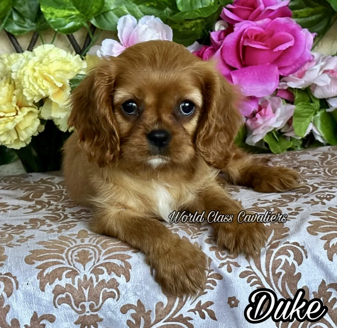 Get ready to be mesmerized by the enchanting beauty of Cavalier King Charles Spaniel in this captivating image. Posted by World Class Cavaliers.