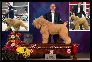 Bajoron Bouvier des Flandres Logo