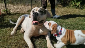 Berg American Bulldogs Logo