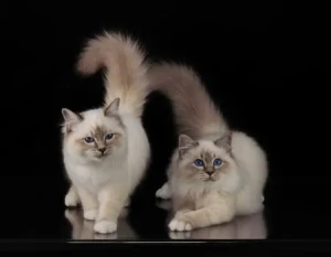 Birman kittens Cattery Logo