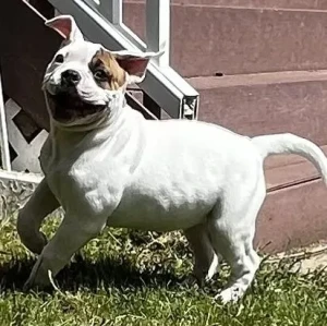 Birt’s American Bulldogs Logo