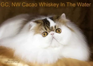 Cacao Cattery Logo