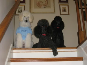 Celeto Standard Poodles Logo