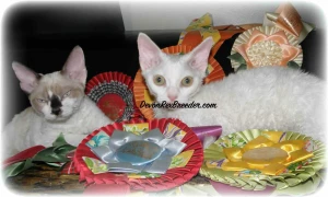 Devon Rex Breeder Logo