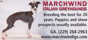 Marchwind Italian Greyhounds Logo