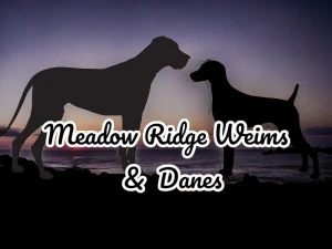 Meadow ridge Weims and Danes Logo