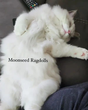 Moonseed Ragdolls Logo