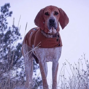 Penny's English Coonhounds Logo