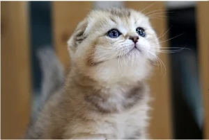 Scottish Fold Cattery Logo