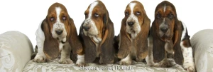 Shecara Basset Hounds Logo