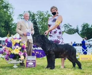 Shining Hills Neapolitan Mastiffs Logo