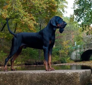 SOUTHWIND Black & Tan Coonhounds Logo