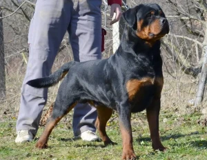 Stalter Rottweilers Logo