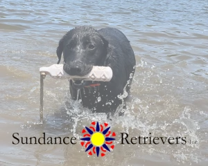 Sundance Retrievers Logo