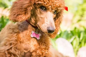 Sunset Maple Poodles Logo