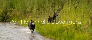 Von Hohenhalla Dobermans Logo