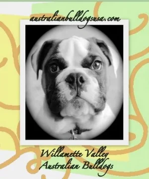 Willamette Valley Australian Bulldogs Logo