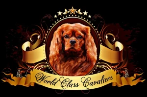 World Class Cavaliers Logo