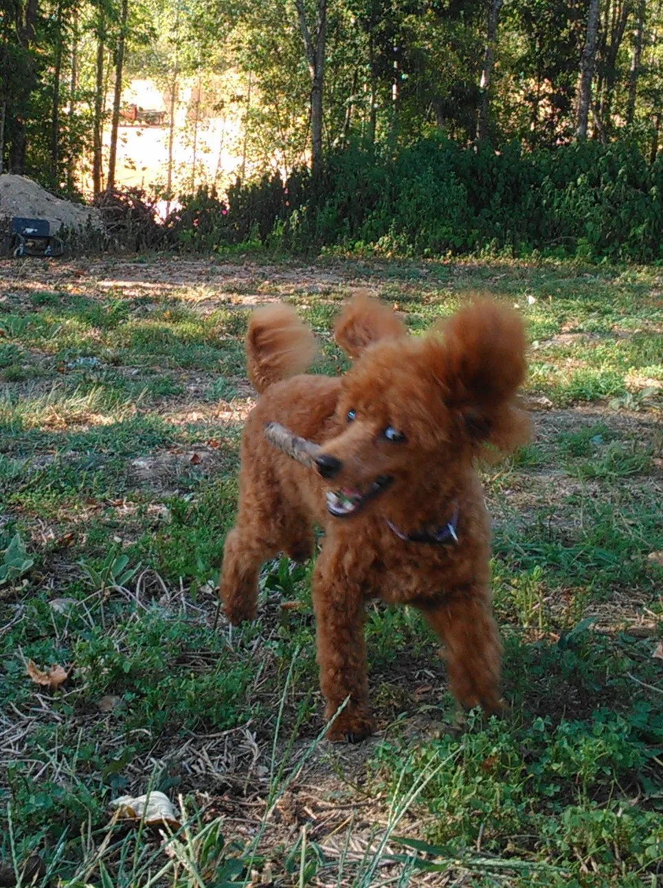 Experience pure bliss with Toy Poodle as depicted in this adorable snapshot. Posted by Scenic Hills kennels.