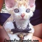 Unleash the true beauty of Devon Rex in this captivating picture. Posted by Devon Rex Breeder.