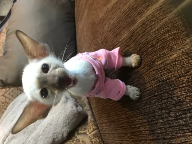 I don't think she likes the outfit!