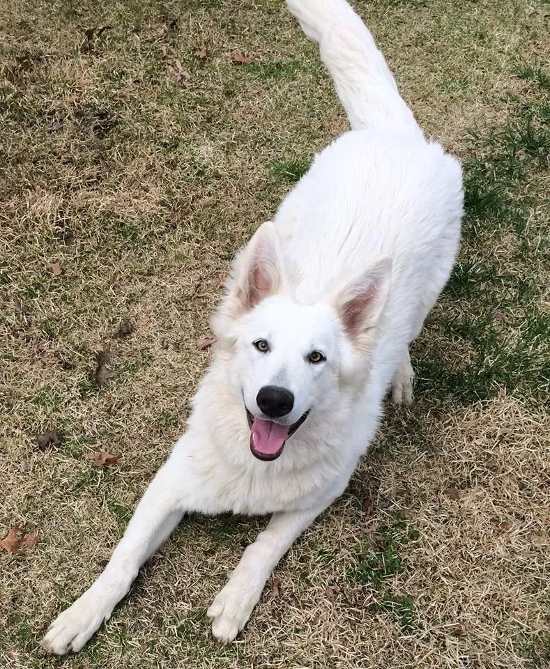 ASJ White Shepherds is exclusively dedicated to AKC Purebred White German Shepherds. Our breeding focus centers on nurturing pleasant temperaments and fostering companionship, catering to individuals seeking a remarkably intelligent, loyal, and dedicated companion.