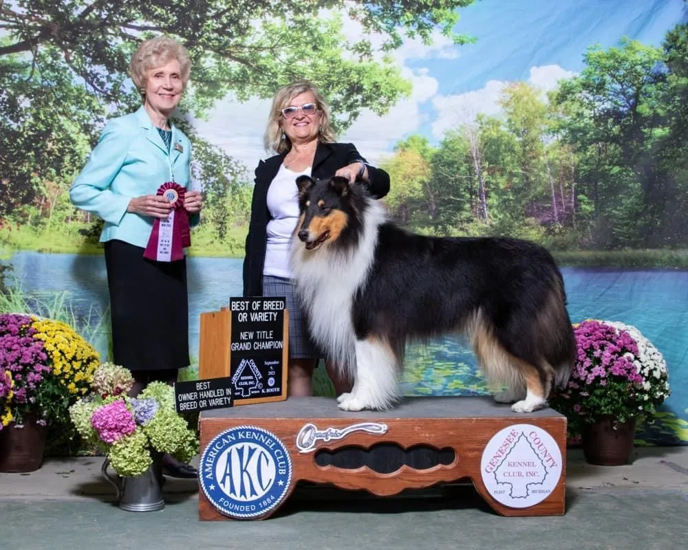 Discover the irresistible charm of Collie in this endearing snapshot. Posted by River-Valley Colliies.