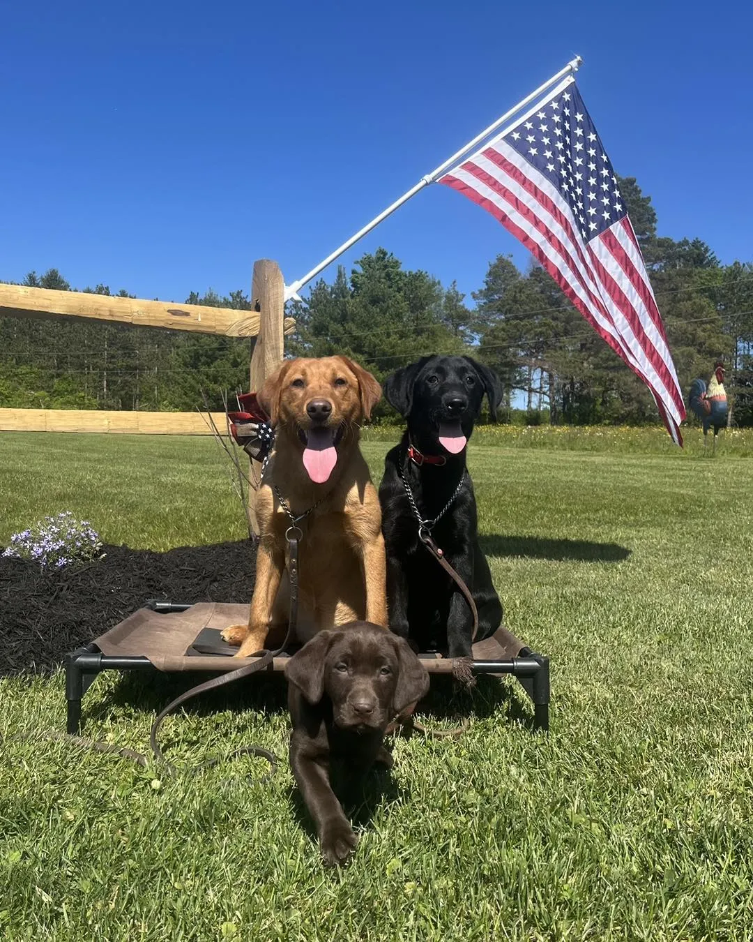 Wishing you a Happy and safe Memorial Day Weekend from Leone, Lexi and Ellie!